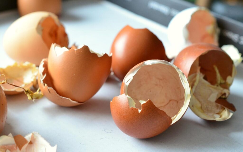 poultry chick