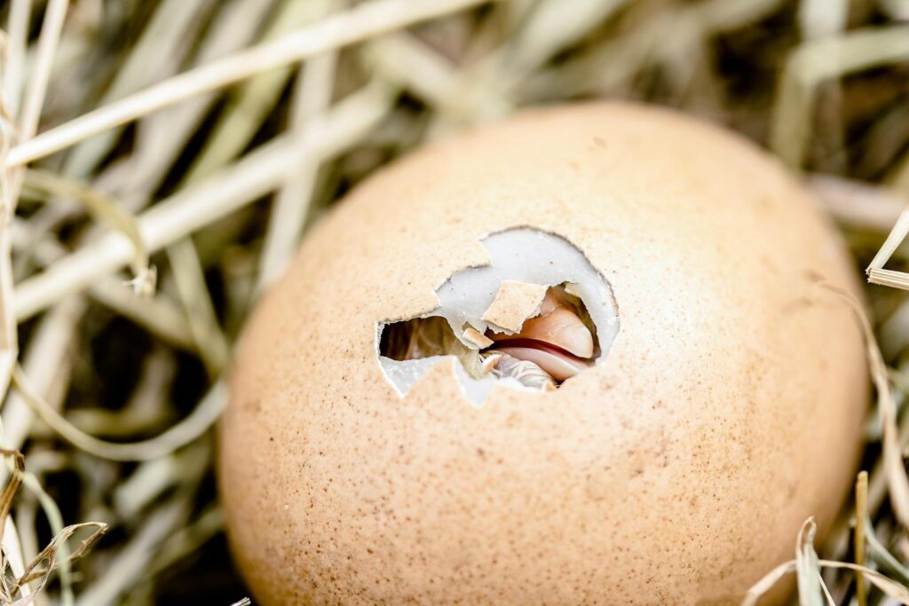 poultry chick immunity