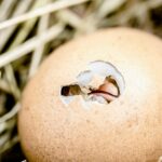 poultry chick immunity